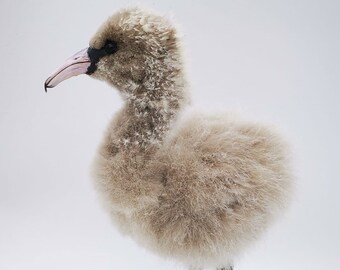 Taxidermy baby dwarf flamingo | stuffed baby dwarf flamingo | Phoeniconaias minor