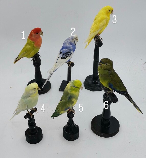 Taxidermy Parakeets Stuffed Parakeetlike Etsy
