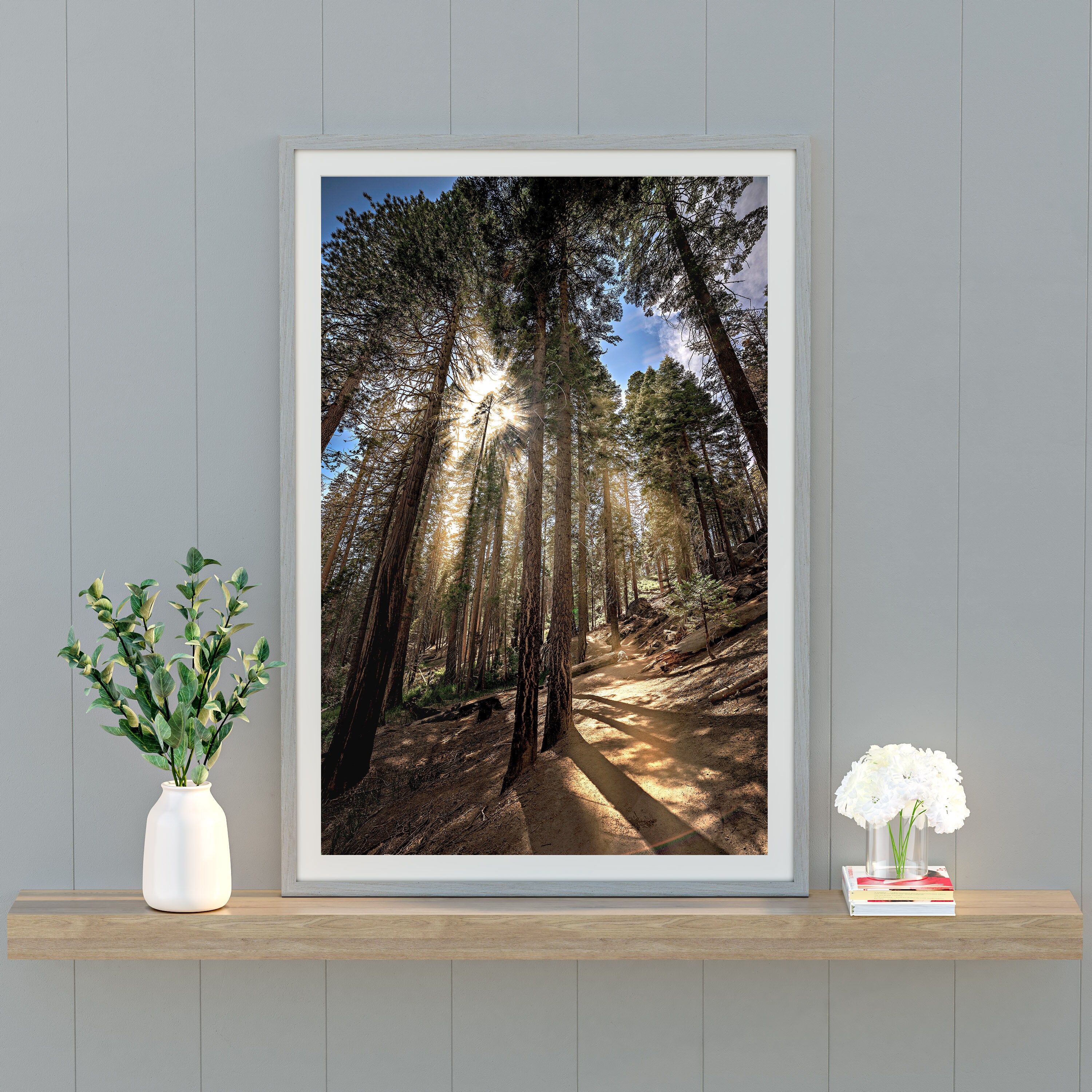 Sun Rays Sequoias Sun Rays in the Sequoia Woods Printable and Instant Download Digital ...