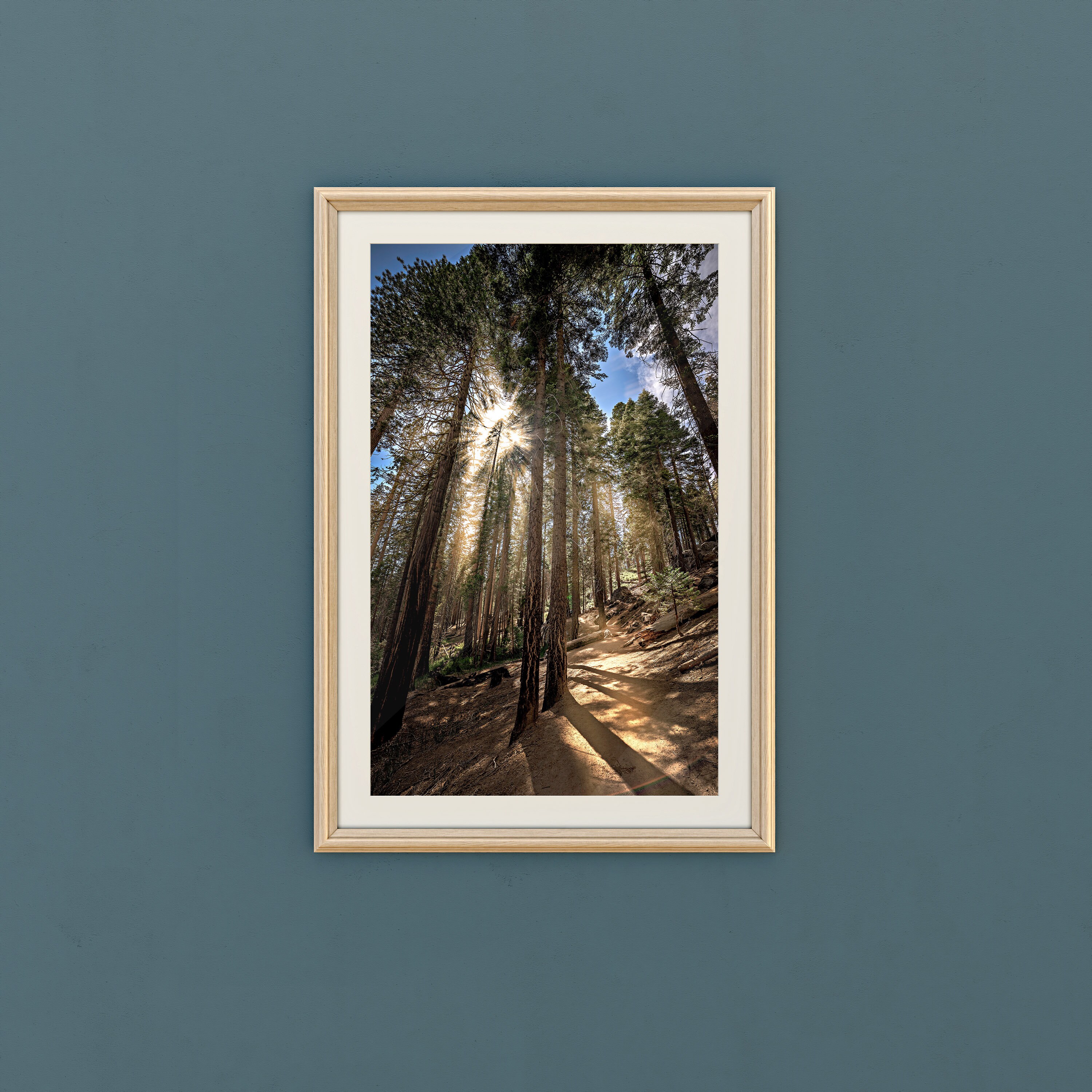 Sun Rays Sequoias Sun Rays in the Sequoia Woods Printable and Instant Download Digital ...