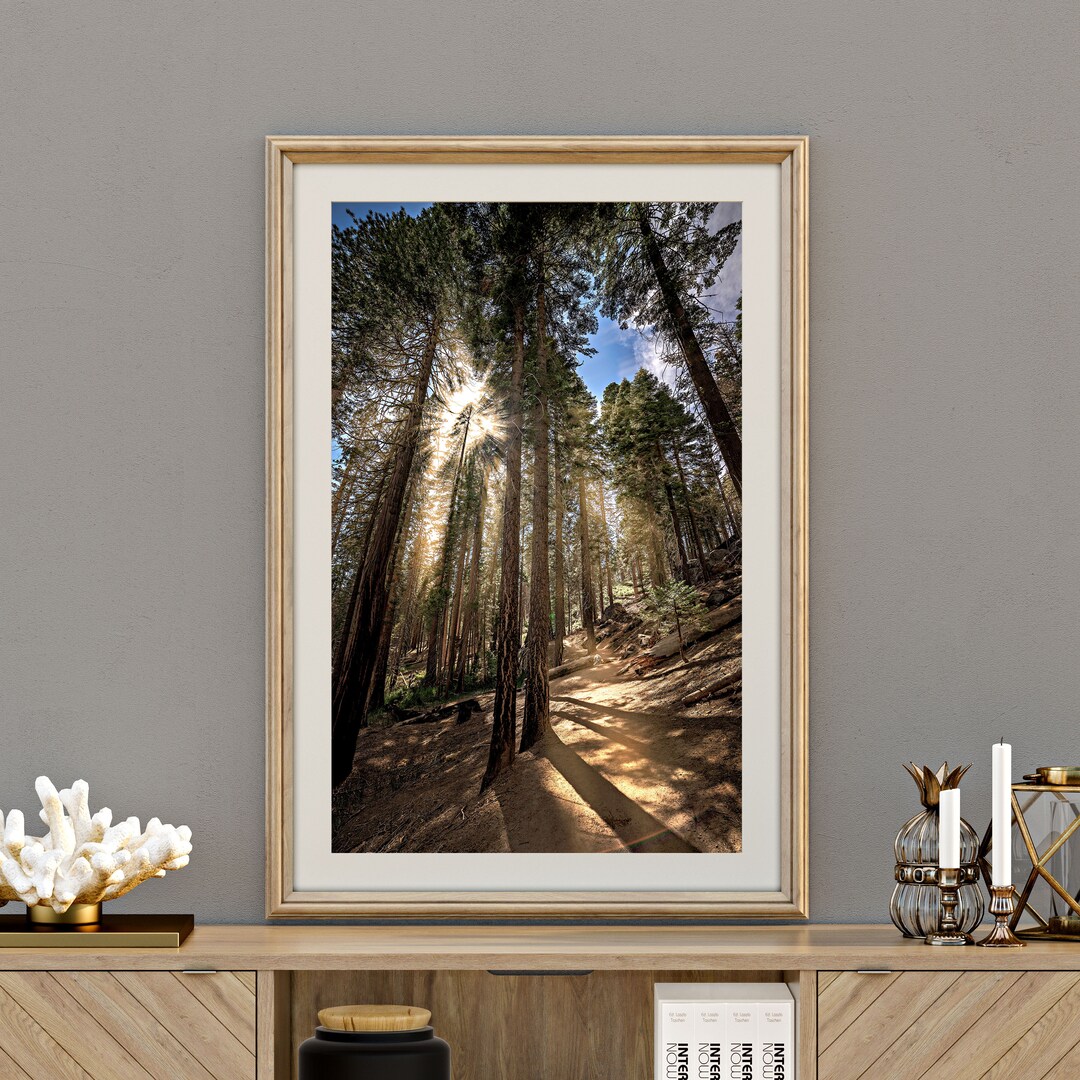 Sun Rays Sequoias Sun Rays in the Sequoia Woods | Printable and Instant Download Digital ...