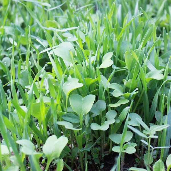 Cover Crop Seeds | Green Manure Mix | 10 Seed Blend | Non-GMO | Spring - Summer - Fall | 8 ounces | Free Shipping |
