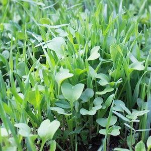 May include: Close-up of a patch of green grass and small green plants growing in the garden.