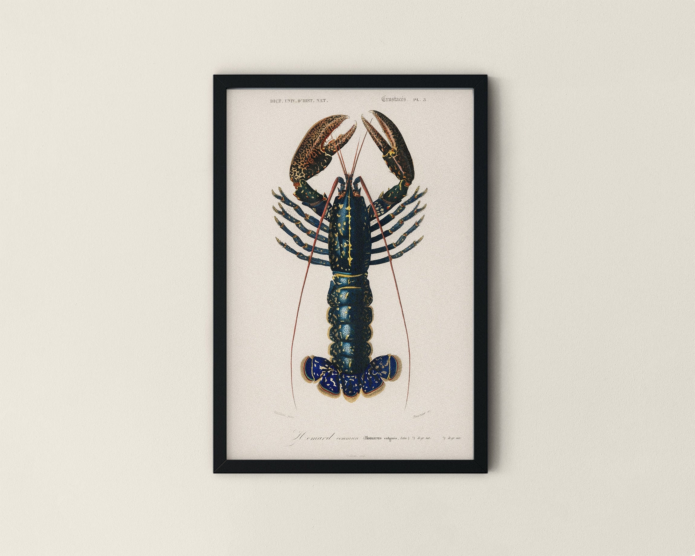 Vintage Crawfish Scientific chart Lobster Print crayfish sea | Etsy