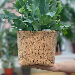 May include: A blue-green fern plant in a cork planter. The planter is brown and has a speckled pattern.
