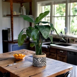 May include: A green houseplant with large leaves in a black and white patterned fabric planter on a wooden table.
