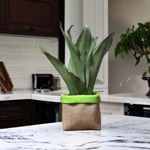 May include: A green and brown plant in a burlap pot with a green fabric trim. The plant is in a kitchen setting with white countertops and brown cabinets.