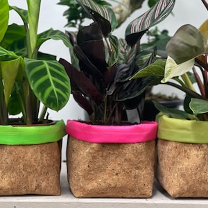 May include: Three potted plants with different colored fabric bands around the top of the pots. The pots are made of cork and the plants are in various shades of green.
