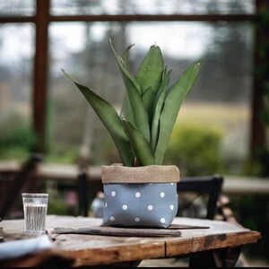 May include: A potted plant with long, green leaves in a blue and white polka dot fabric planter with a brown burlap top.