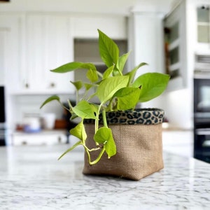 May include: A green plant in a brown burlap planter with a leopard print trim. The planter is sitting on a white countertop.