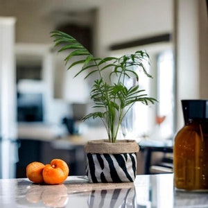 May include: A small potted plant with green leaves in a black and white zebra patterned fabric planter. The plant is sitting on a white countertop with two orange fruits.