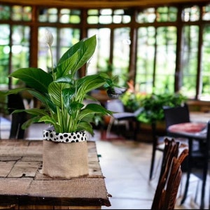 May include: A peace lily plant in a black and white polka dot fabric pot with a burlap outer layer. The plant is sitting on a wooden table in a sunroom with large windows.
