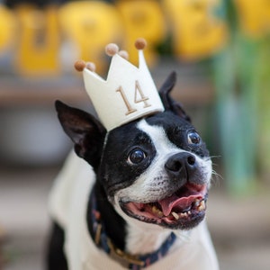 Embroidered Birthday Crown for Dogs First Birthday Crown Custom Dog Birthday Hats Dog Birthday Keepsake Dog Party Hat Pup Birthday Party