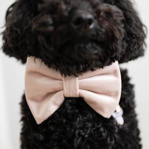 Blush Dog Bow Tie, Velvet Dog Collar Bow, Dog Wedding Bow Tie, Pink Dog Bowties, Dog Bowtie Wedding Bow, Dog Ring Bearer, Dog Tuxedo
