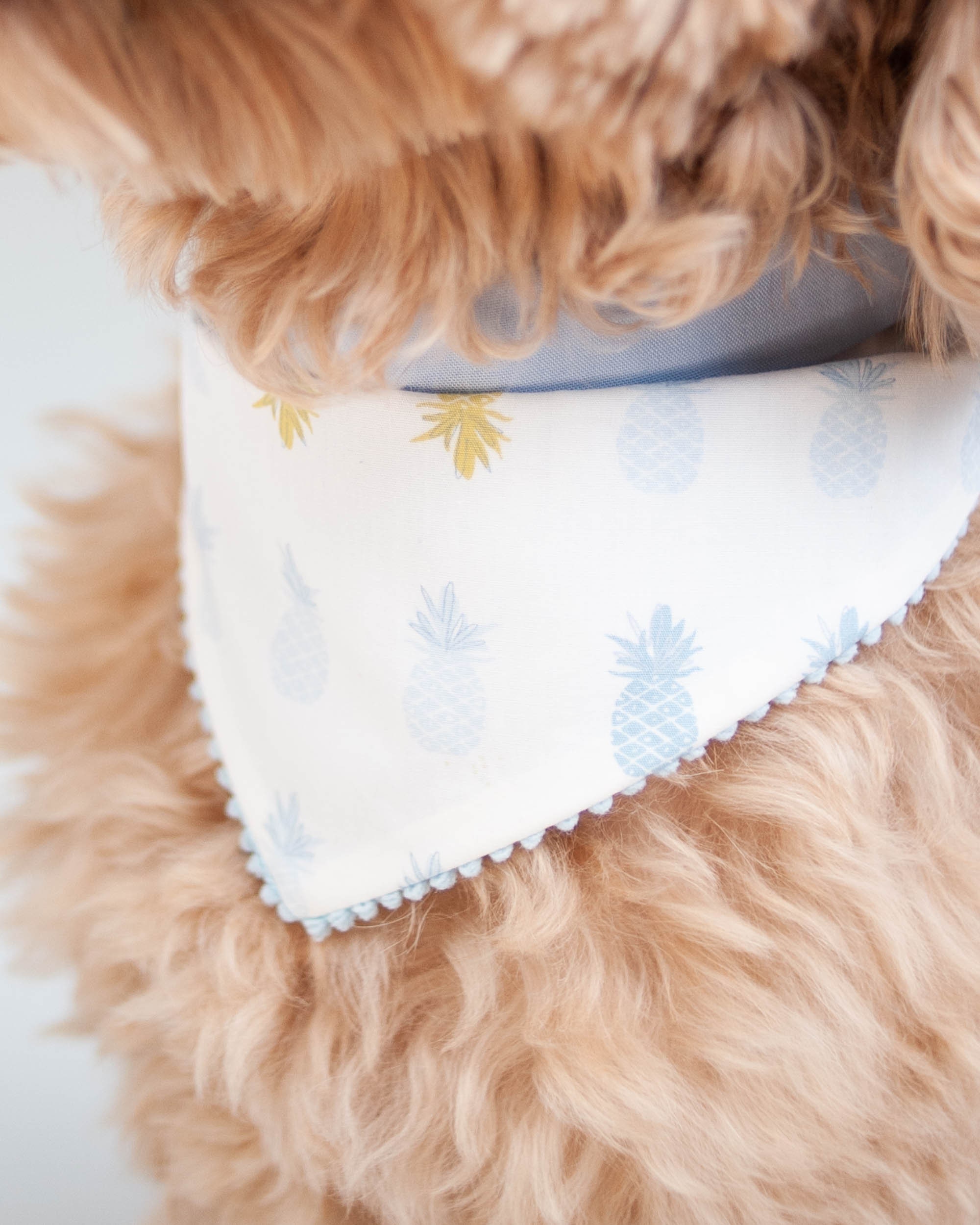 Bond co cheap dog bandana
