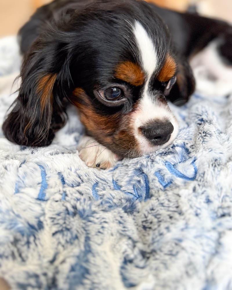 Puppy Blanket Etsy Canada