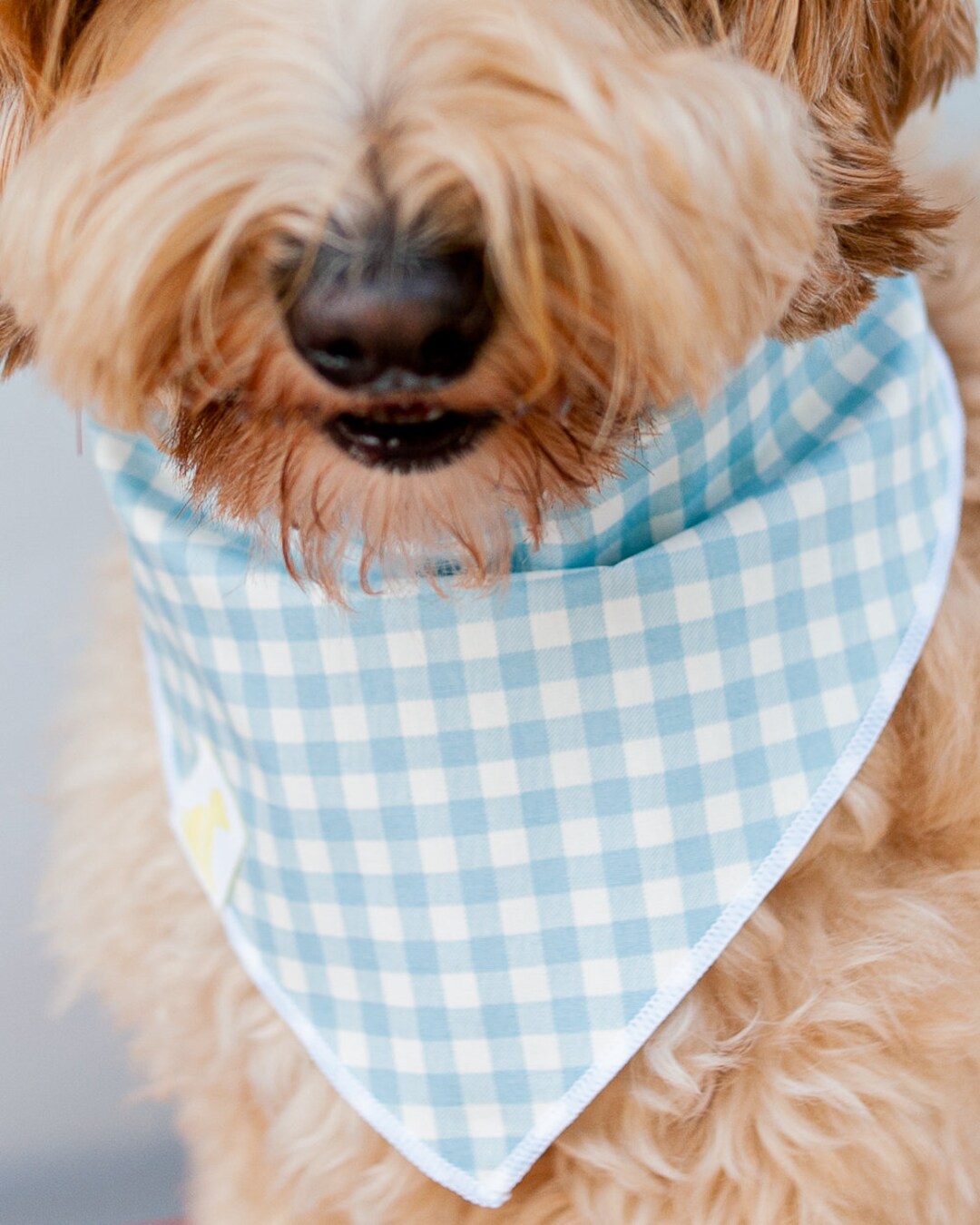 Blue Gingham Dog Bandana With Snaps Bandana for Dog Custom Etsy UK