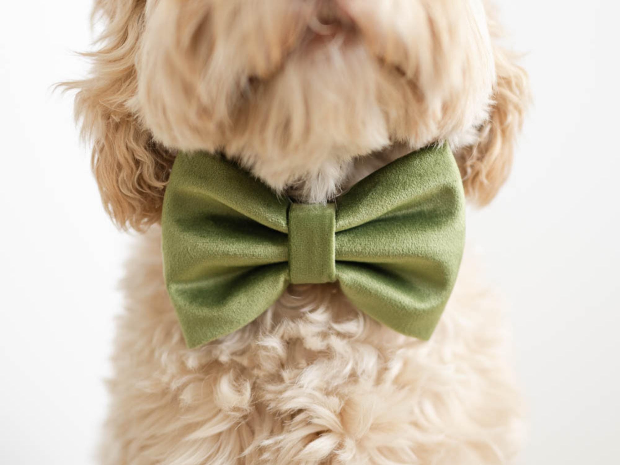 MaxandCoPupsBabies - Etsy