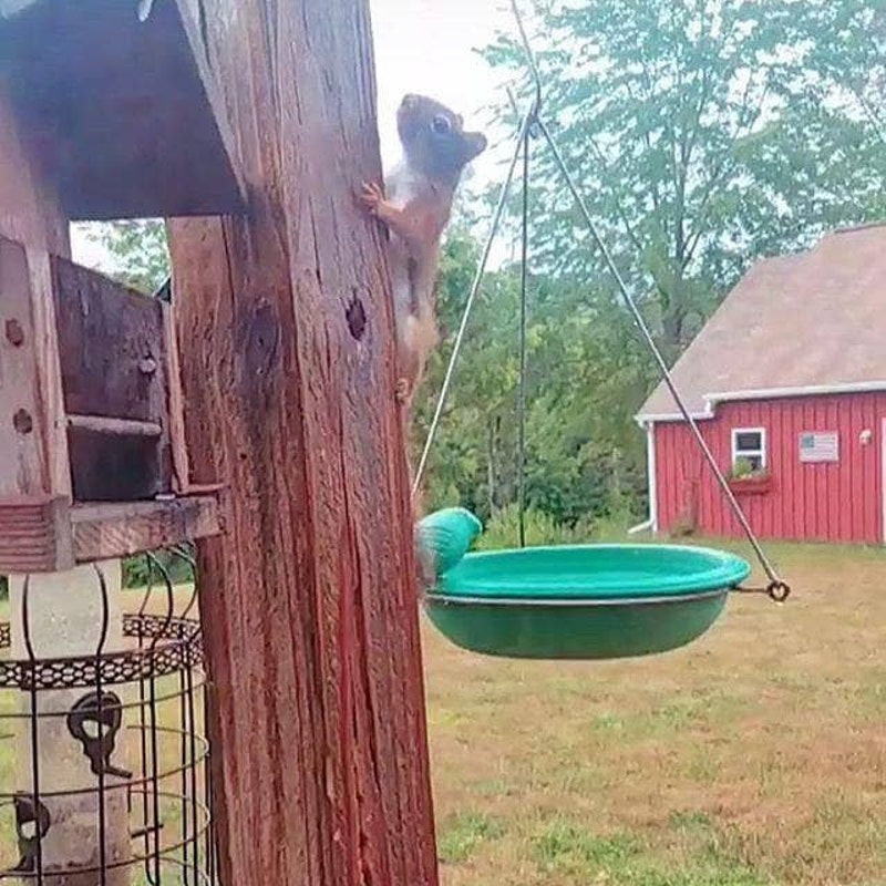 Bird Bath Outdoor - Etsy
