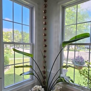 May include: A copper rain chain hangs from the ceiling in a corner of a room with two windows. A large green plant with white flowers is in the corner of the room.