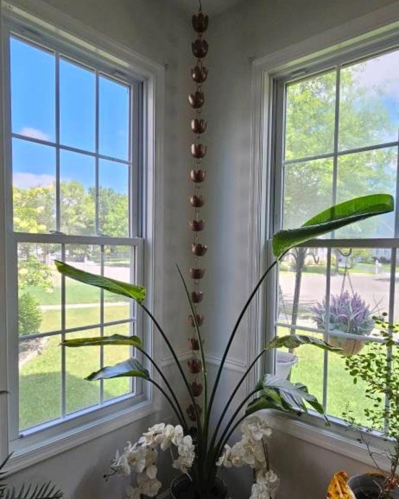 May include: A copper rain chain hangs from the ceiling in a corner of a room with two windows. A large green plant with white flowers is in the corner of the room.