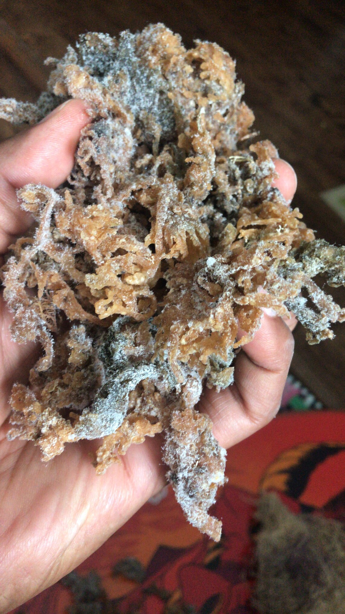 Jamaican Premium Sea Moss Etsy