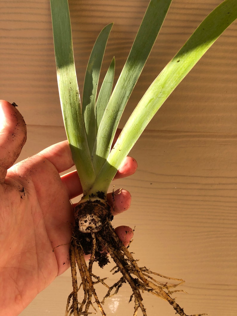 Purple Bearded Iris Flower Rooted Rhizome Tuber Bulb Root Etsy