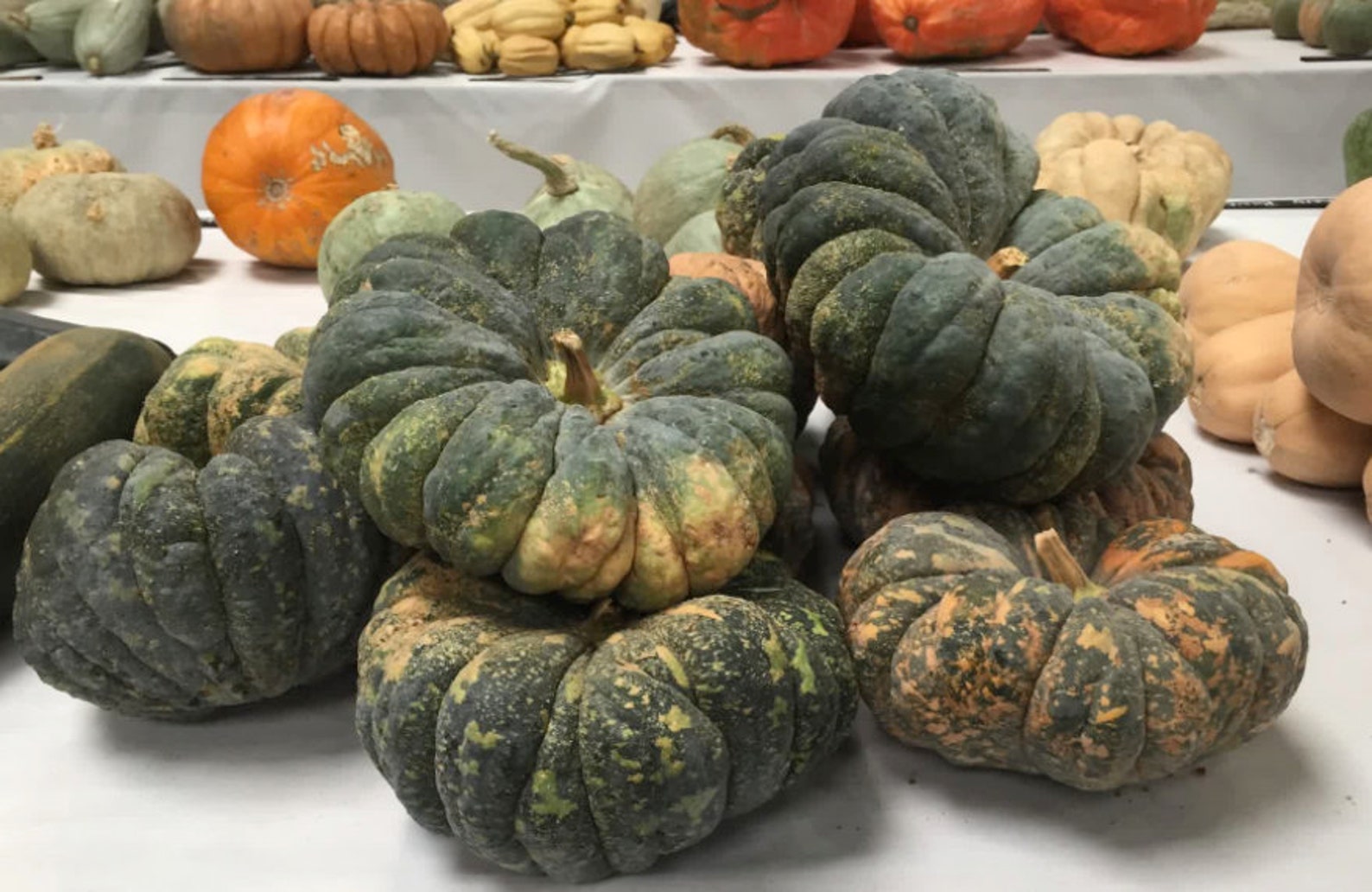 Chirimen Pumpkin Orange Green Fairy Tale Squash Warted Plant | Etsy