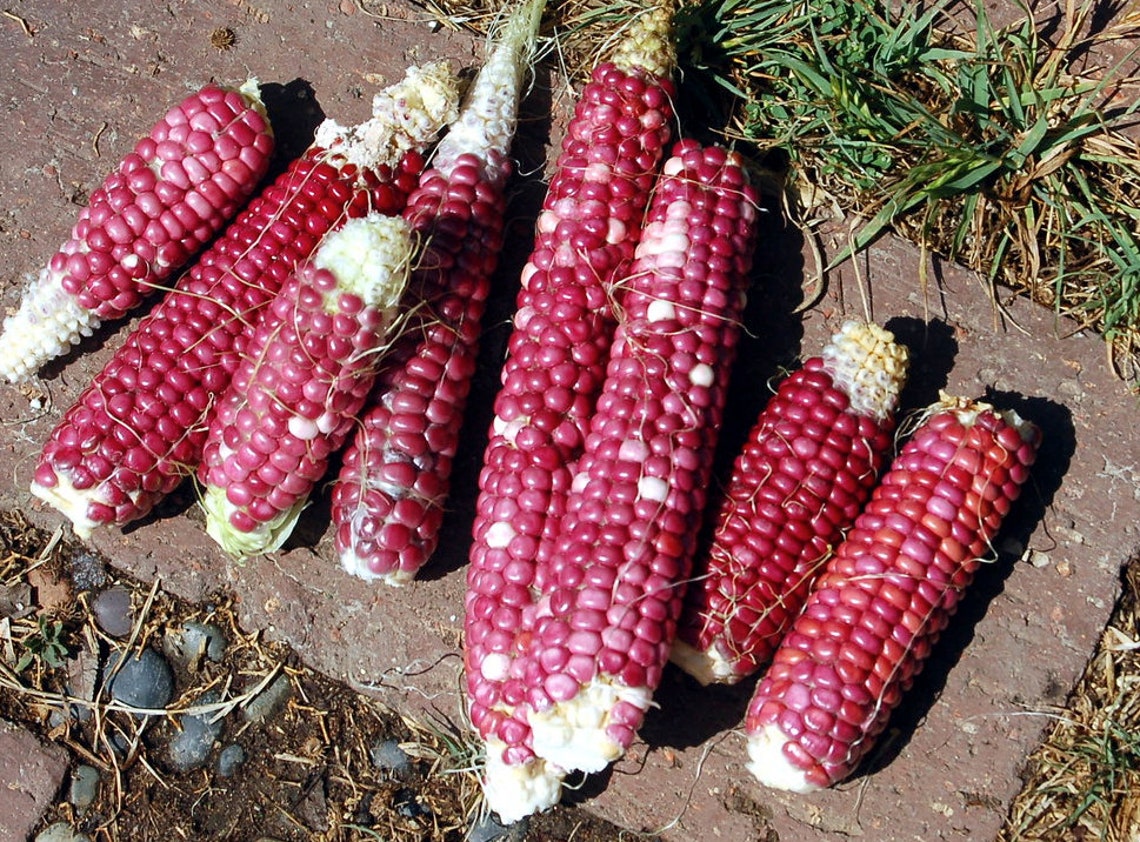Pink Hopi Corn Plant Etsy