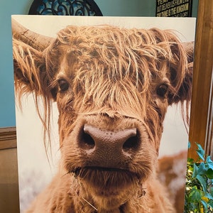 Scottish Highland Cow Canvas Prints