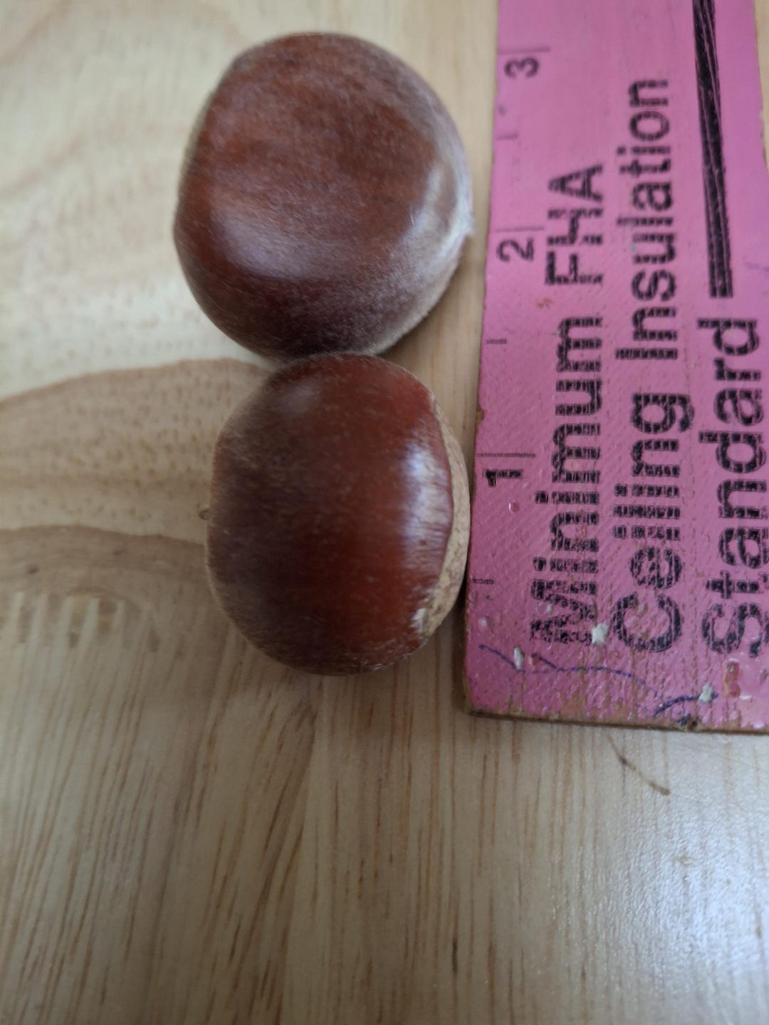 Chestnuts Treee Fresh Chestnuts Large to Medium Size From Our Two Trees to Your Table ...