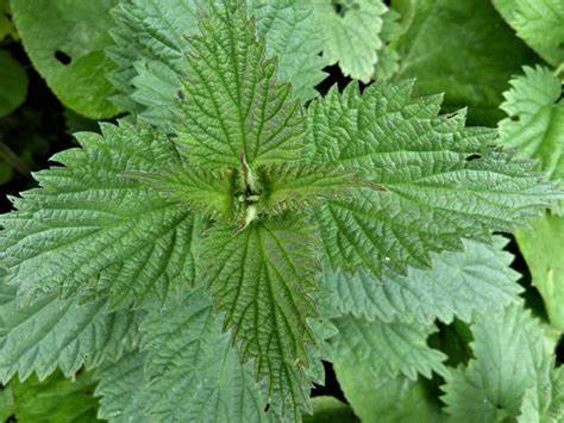 Nettle Leaf Urtica Diocia Herbalist Grown and Owned Bulk Etsy