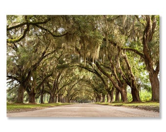Avenue of Oaks; Wormsloe Historic Site near Savannah, Georgia; wall art for living room, bedroom, office, cottage