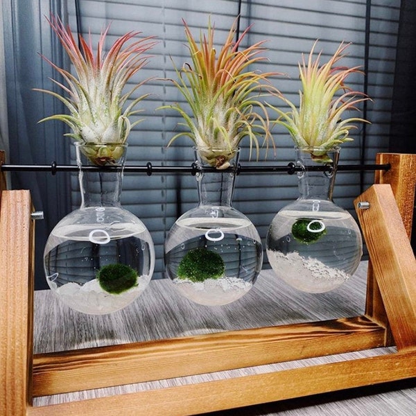 Marimo + Tilandsia