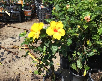 Hibiscus Tree Etsy