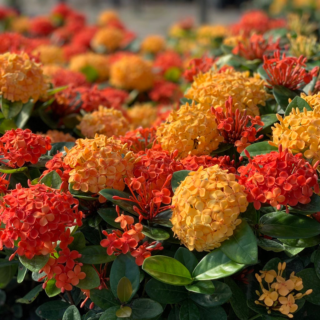 Ixoras Plants Orange in Yellow 1gallon Etsy UK