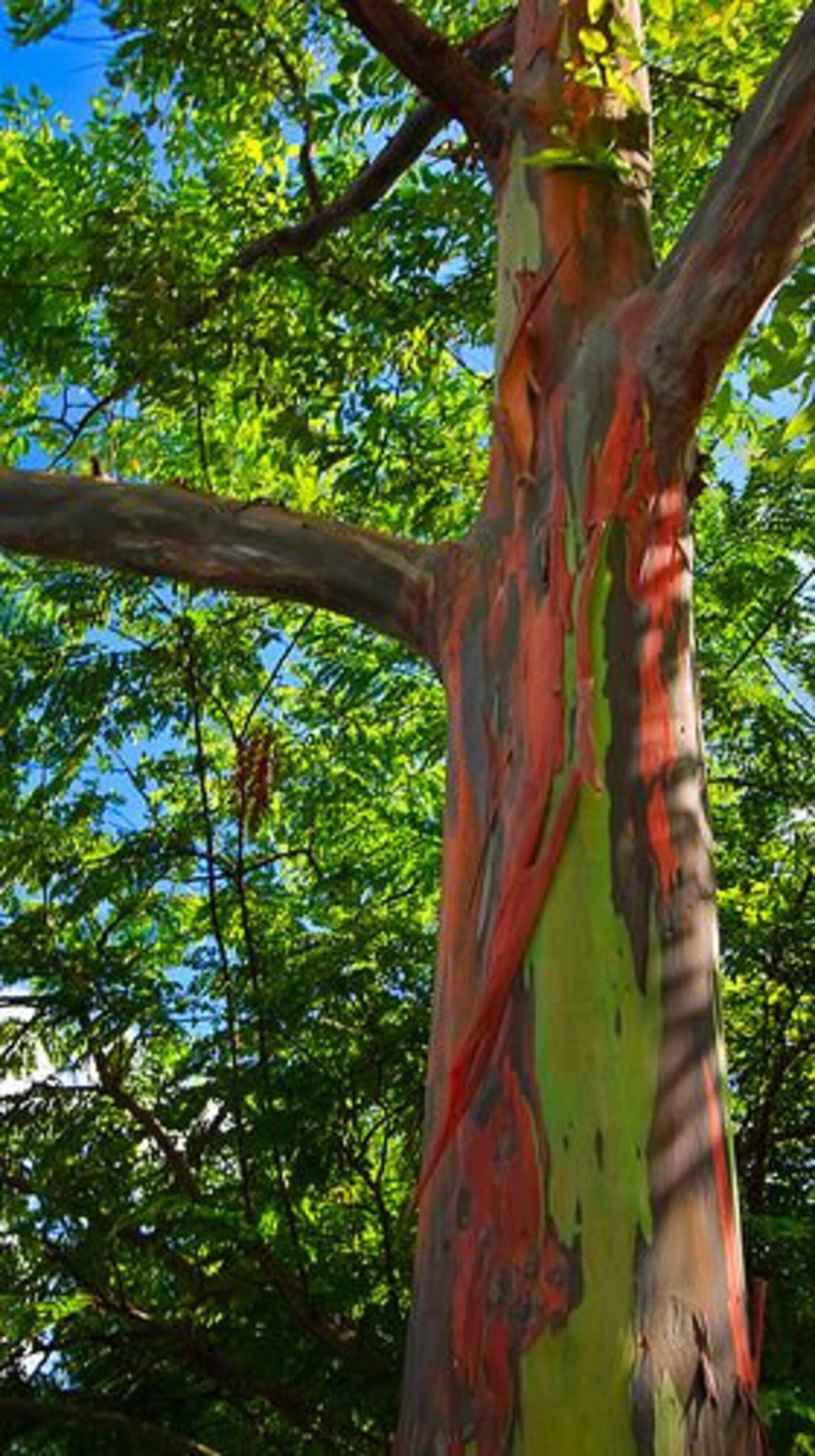 Rainbow eucalyptus tree Etsy