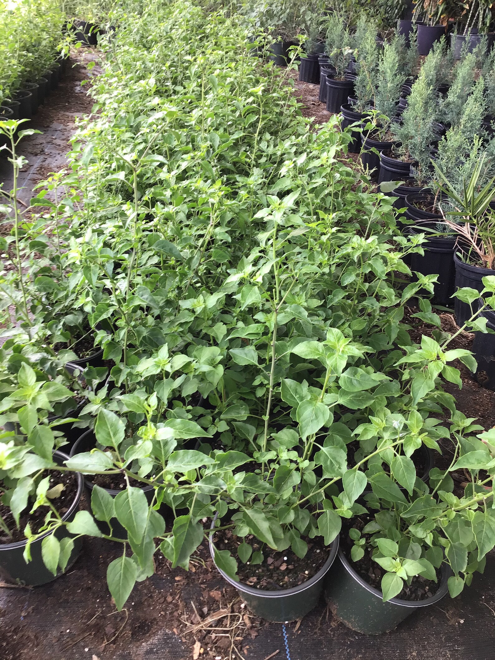 Chile del monte plant Etsy