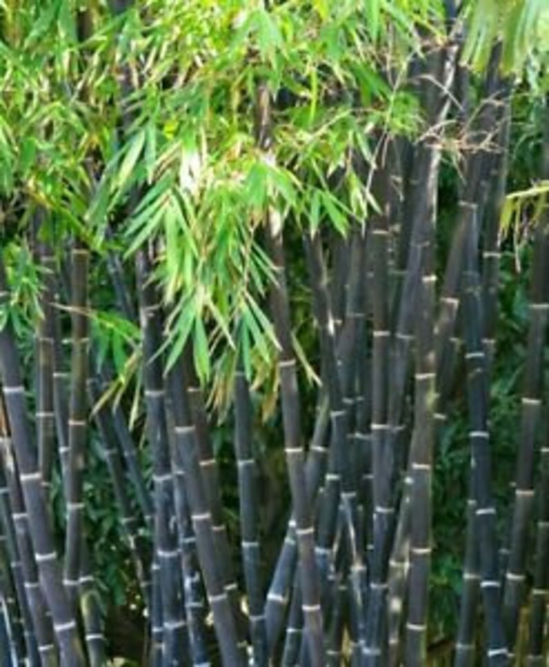 Bamboo Nigra 3in 4 ft tall Etsy