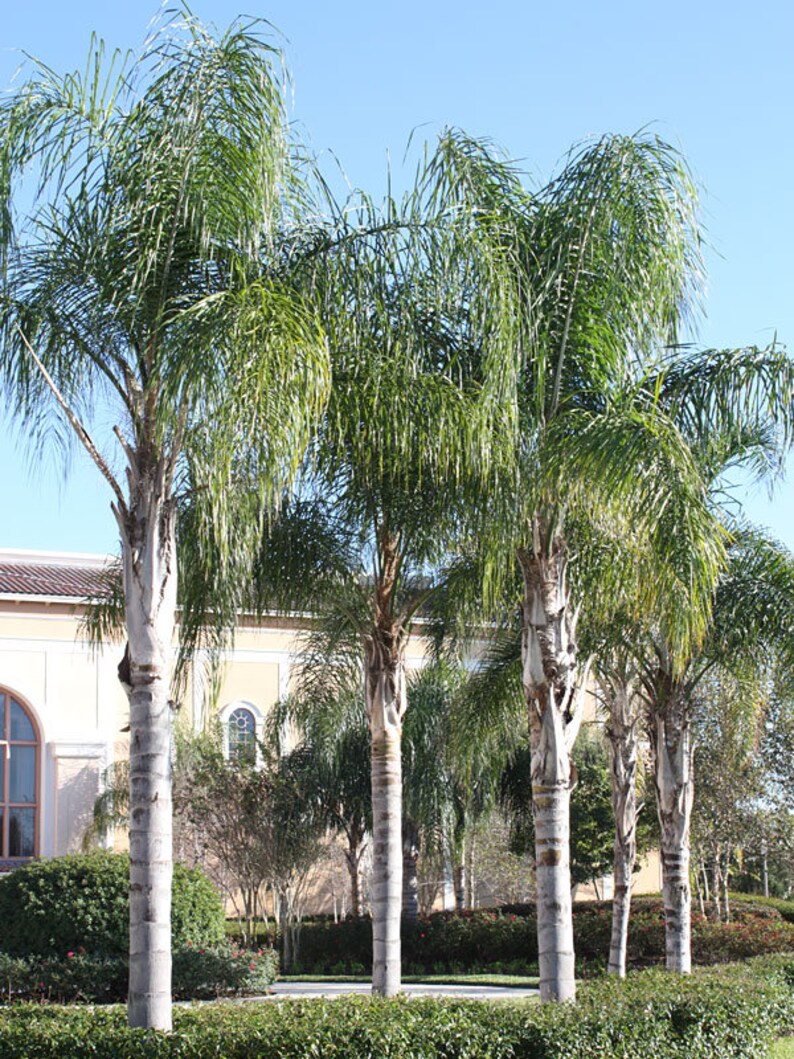 Queen Palm Trees Low Maintenance Cold Hardy Etsy