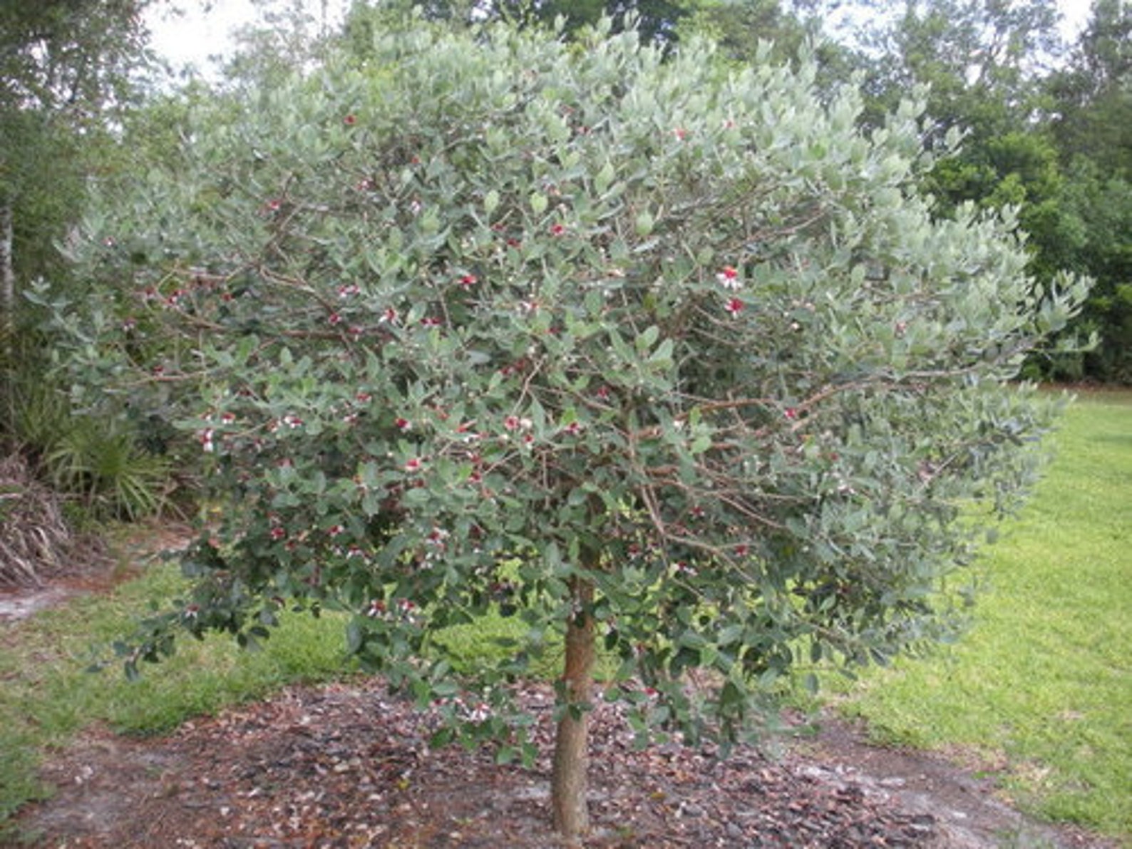 Pineapple Guava tree Etsy