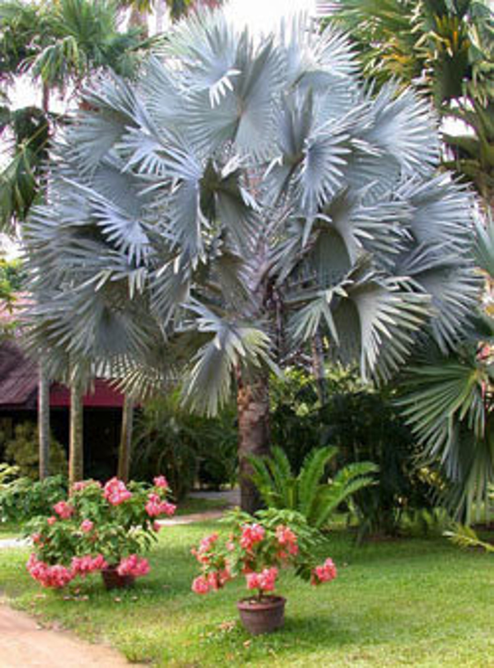 Bismarck Palm 2 Ft Tall 3 Gallon Etsy