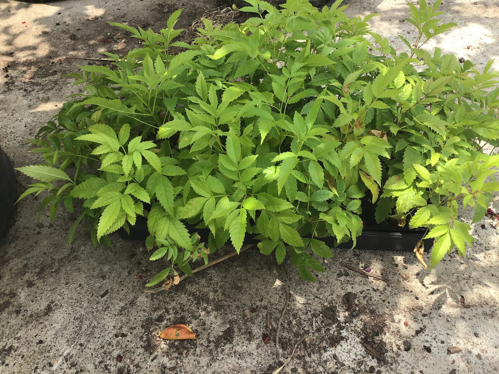 Esperanza Plant Etsy