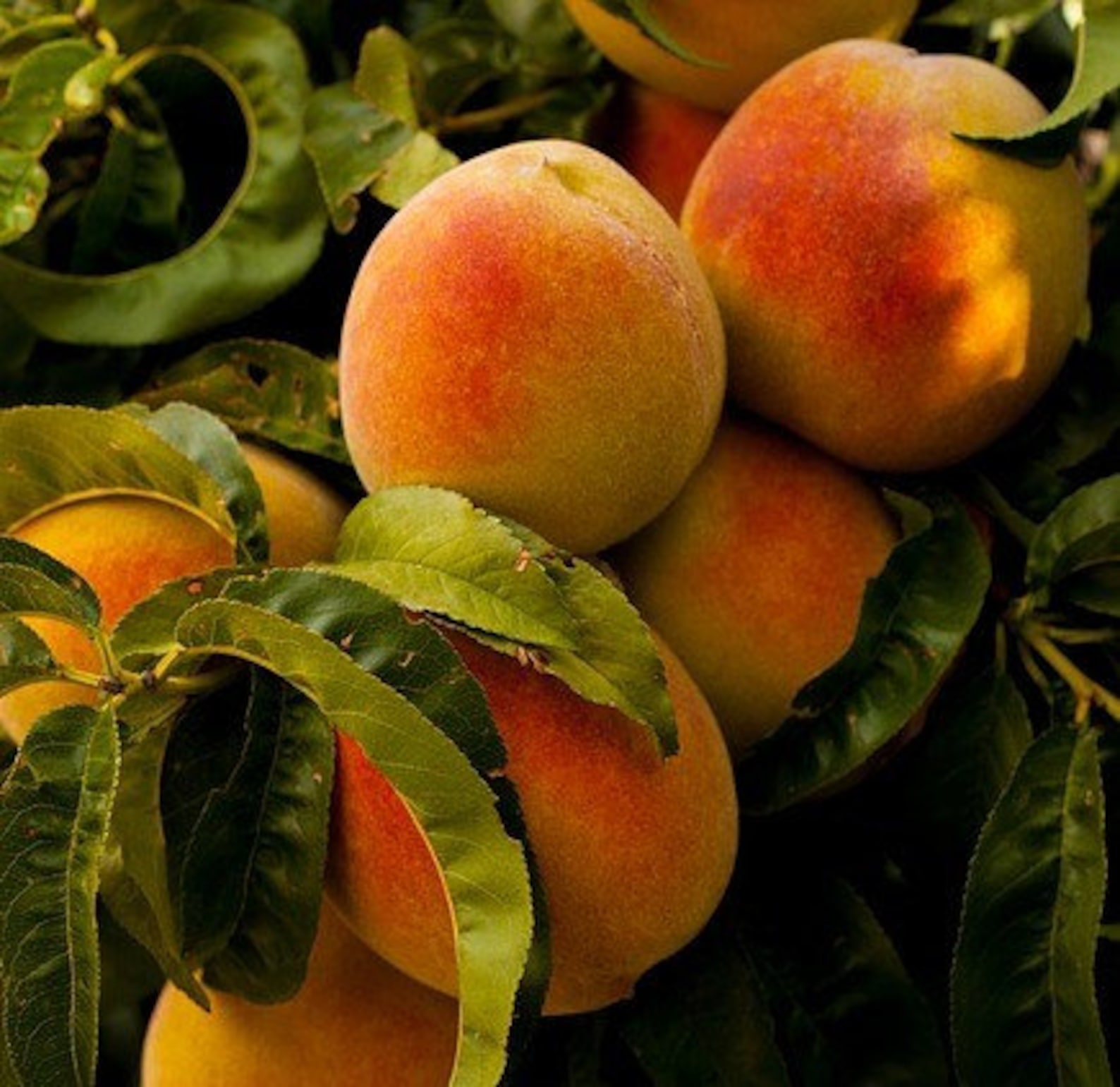 Peach tree La Feliciana | Etsy