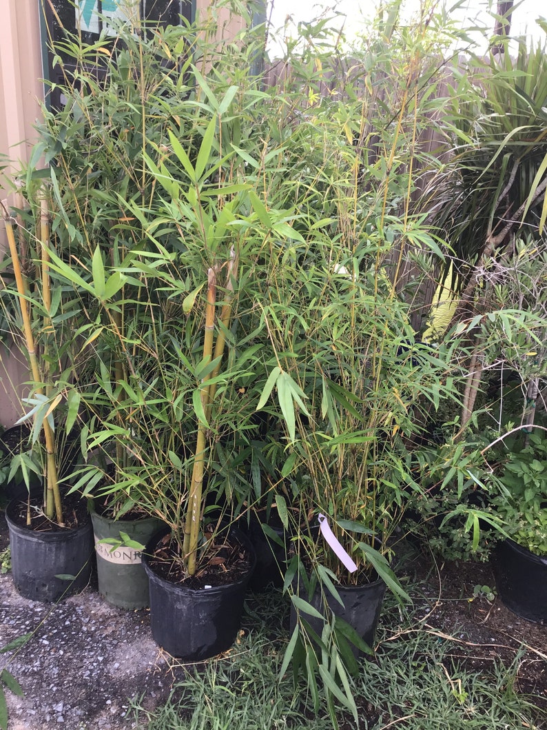 Golden bamboo plants 3 in 4 ft tall Etsy