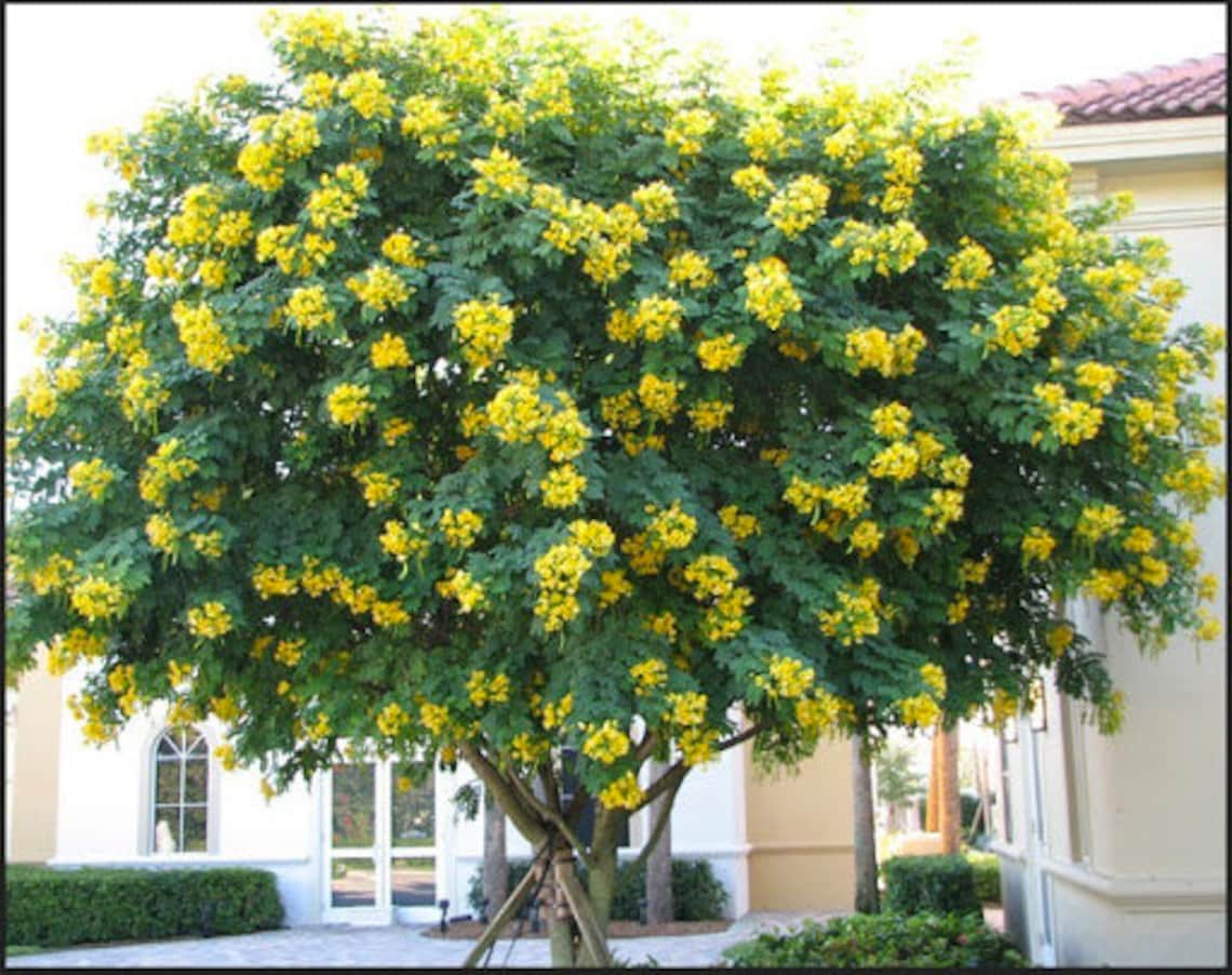 Esperanza Plant Etsy