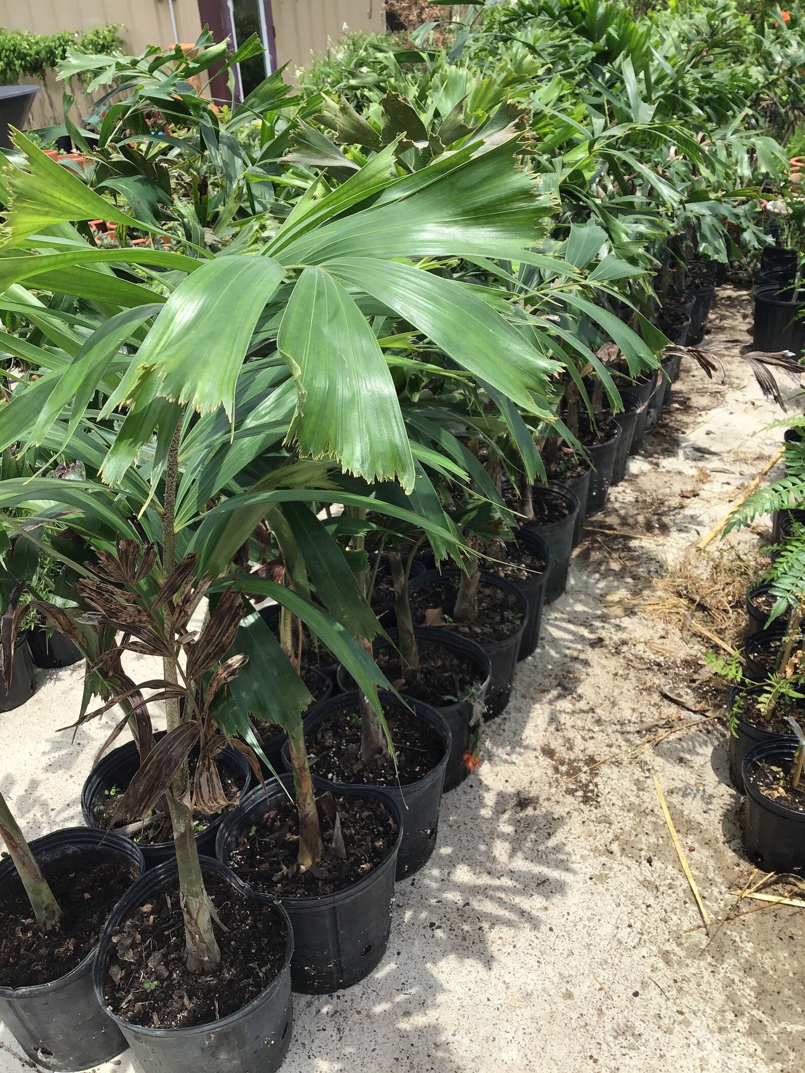 Foxtail palm 3 ft tall Etsy