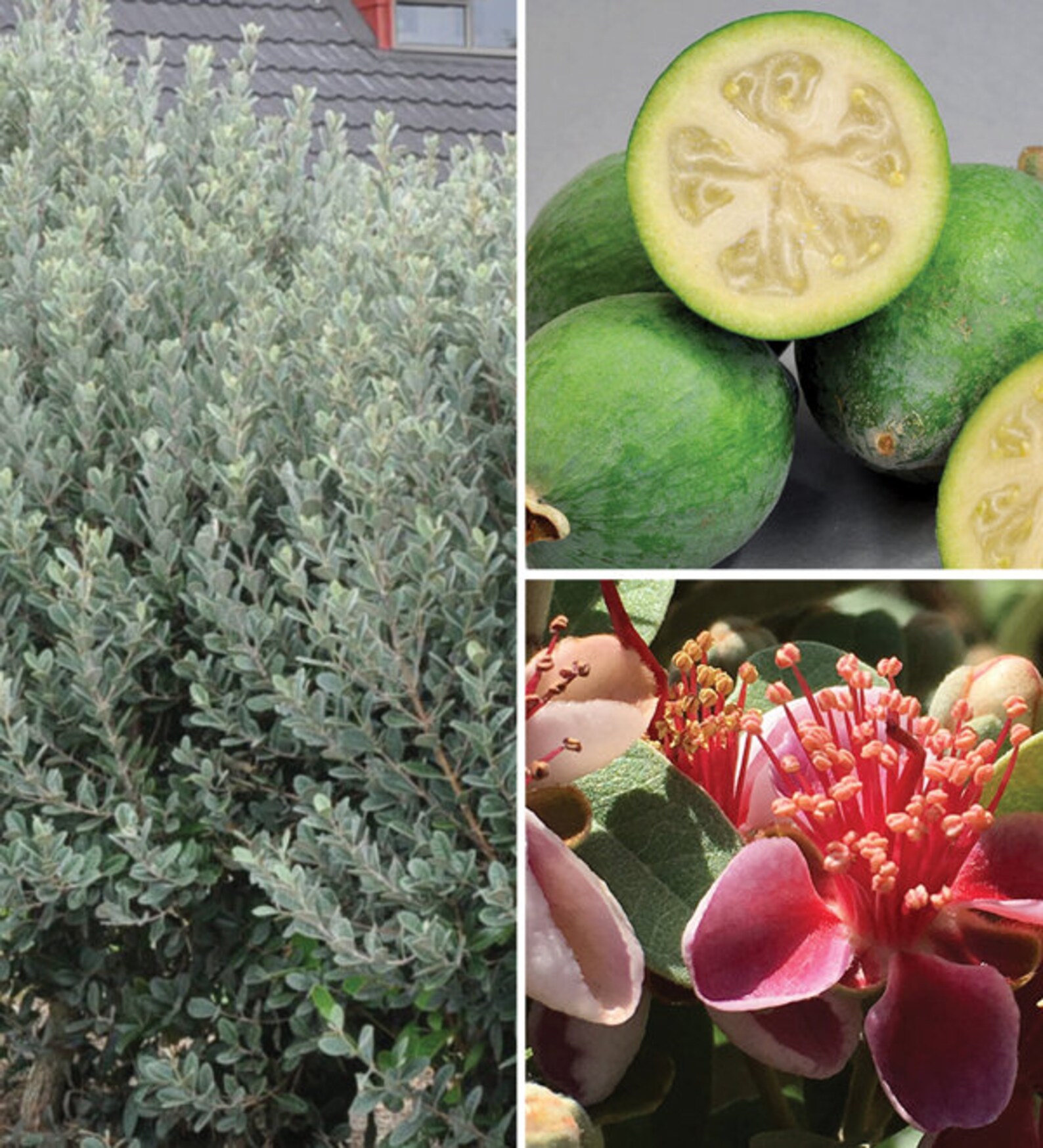 Pineapple Guava Bush Etsy