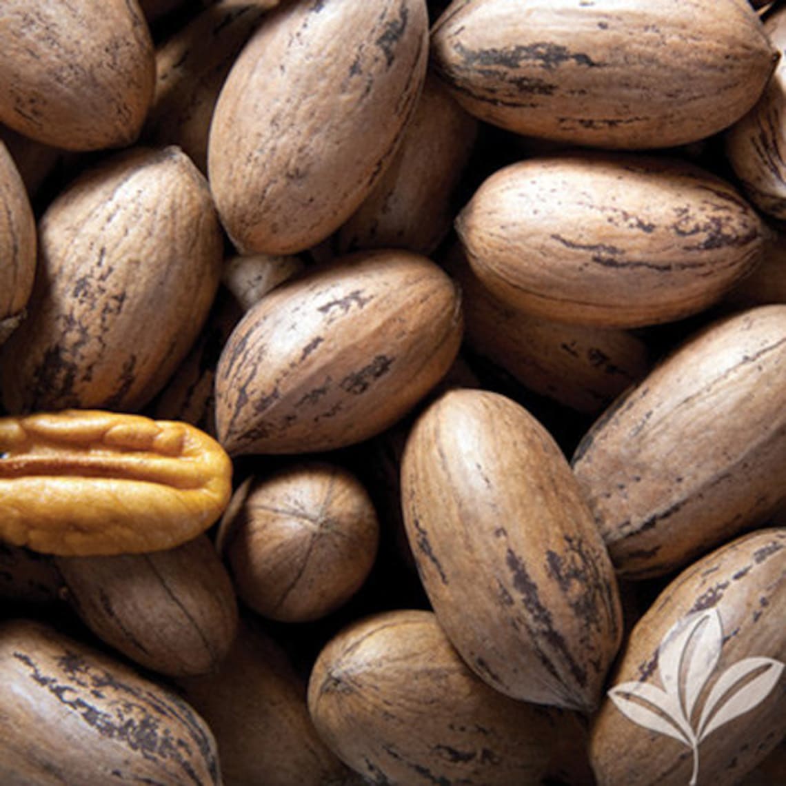 Tree grafted pecan 3 gallon 6 ft tall Etsy