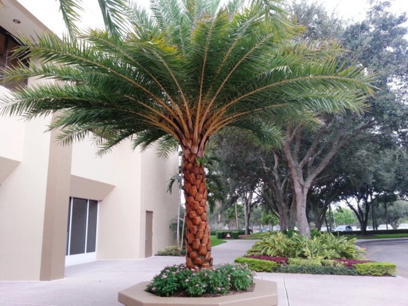 Sylvester Palm Trees Low Maintenance Elegant Palms Grown in Etsy
